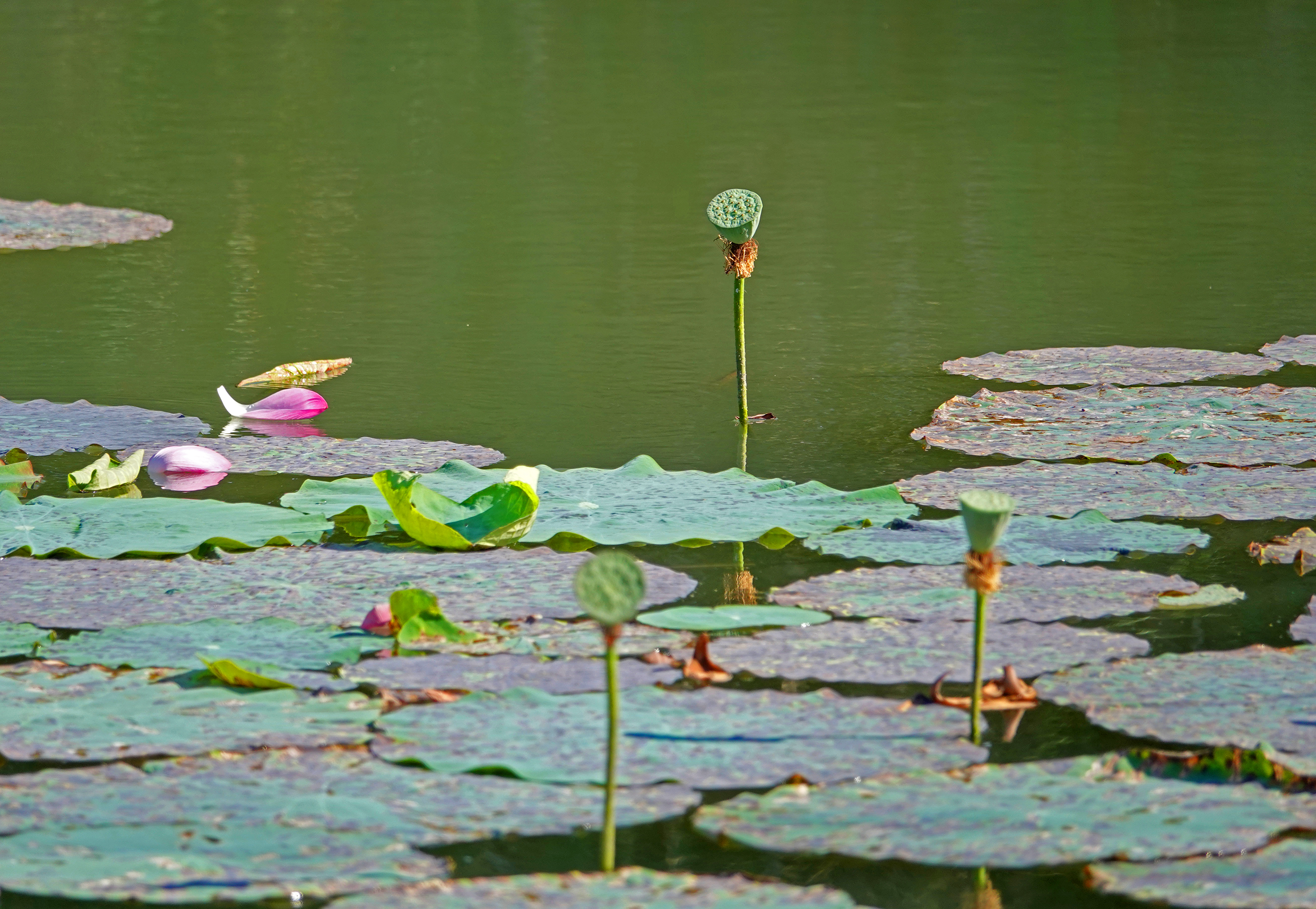 盐城十大旅游景点1大纵湖属于当地新十景之一它的整个风景非常美丽,它