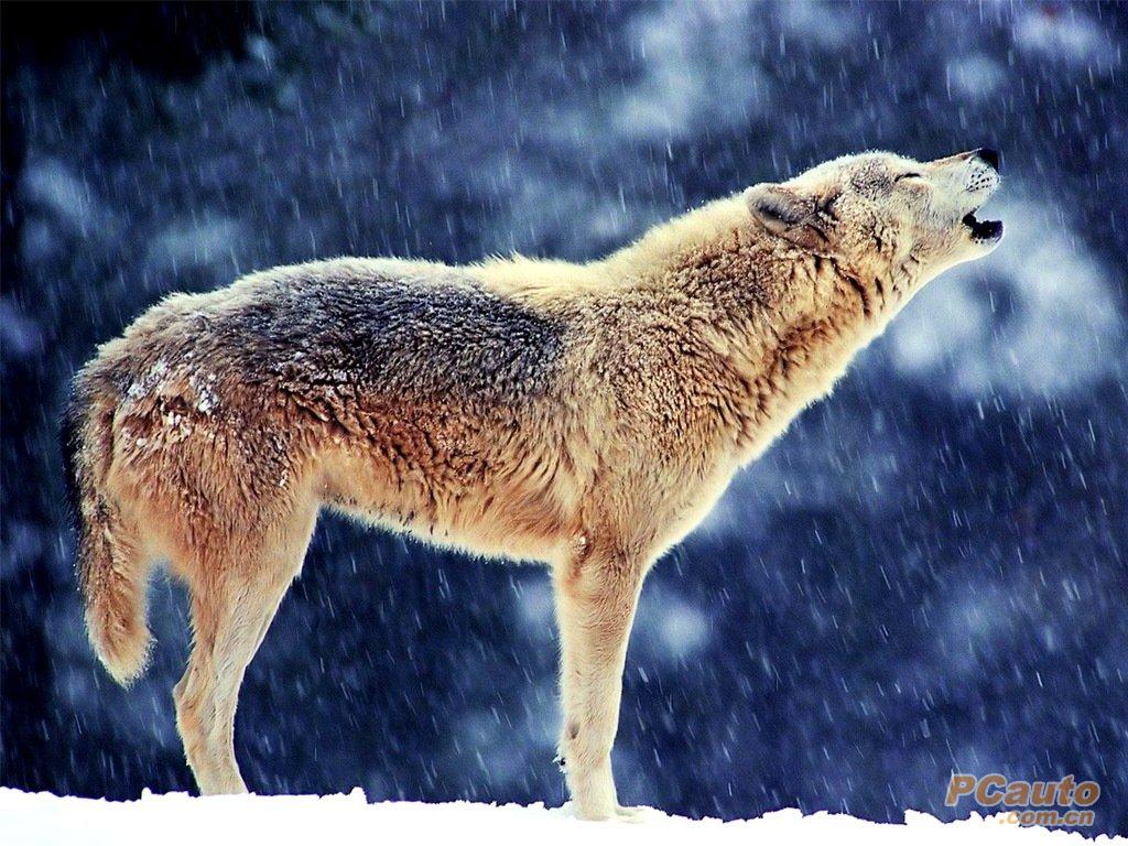  p>里海狼(学名:canis lupus cubanensis)是 a href="#" data-lemmaid