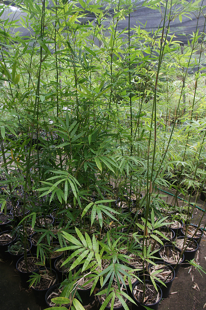 bambusa boniopsis mcclure