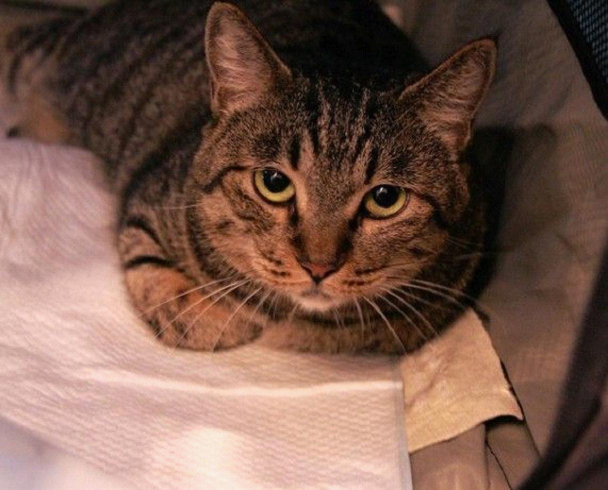  p>狸花猫是一种体格健壮的大型 a target="_blank" href="/item/猫咪