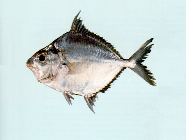 leiognathus brevirostris