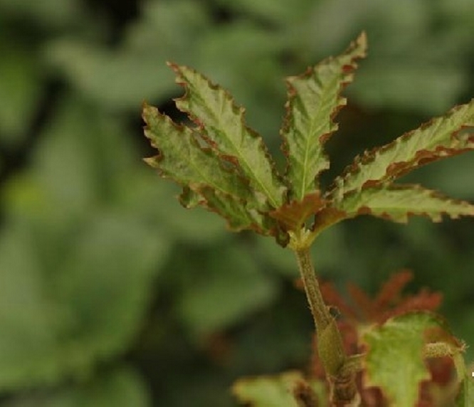  p>掌叶秋海棠(学名: i>begonia hemsleyana /i> hook. f.