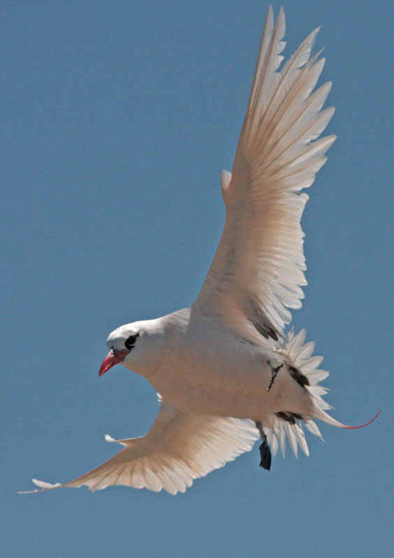  p>红尾鹲( i>phaethon rubricauda /i>):头尾长960-1020厘米,休重600