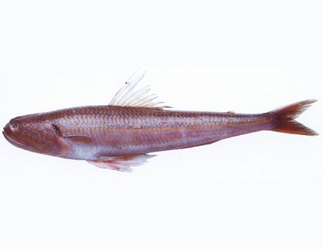  p>大头狗母鱼(学名: i>trachiocephalus myops  /i>(forster) )是 a