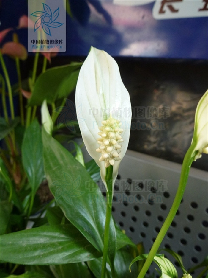 白掌的寓意和象征(白掌的寓意和象征风水图片)