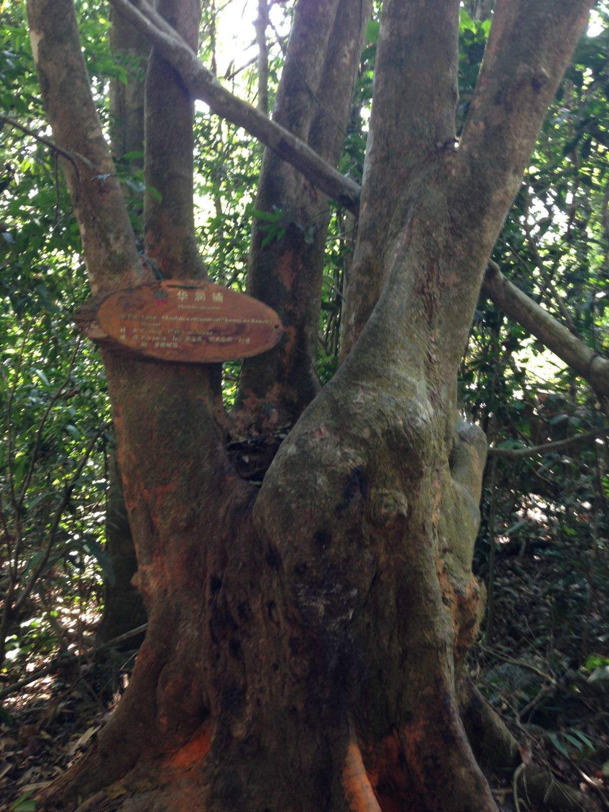 ex benth. ) hemsl.)是樟科润楠属植物,乔木,高约8-11米,无毛.