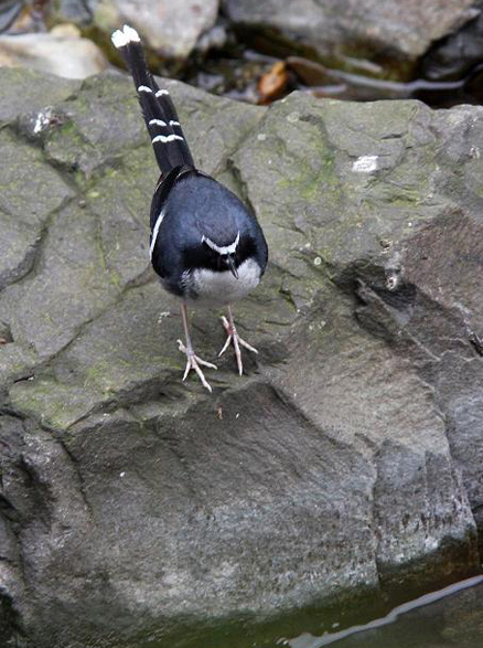  p>灰背燕尾(学名: i>enicurus schistaceus /i>)是一种黑白色 a href