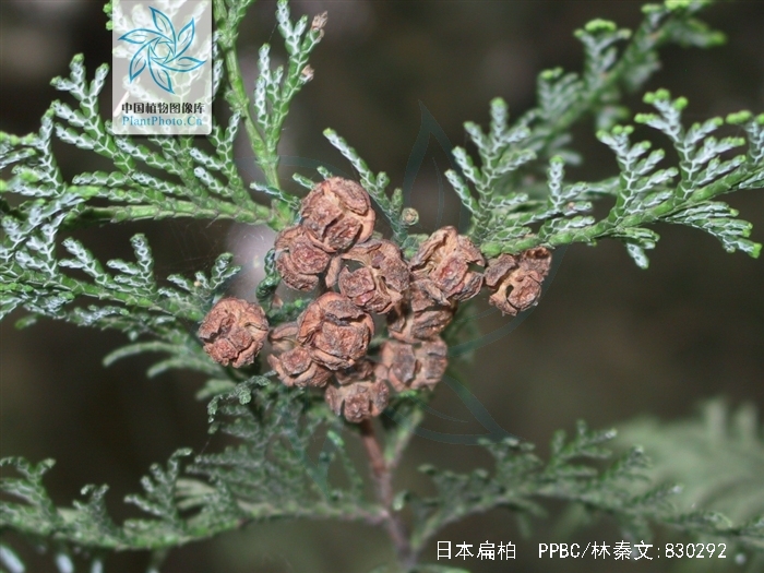 是柏科,扁柏属 a href="#" data-lemmaid="33239">乔木 /a>,在原产地