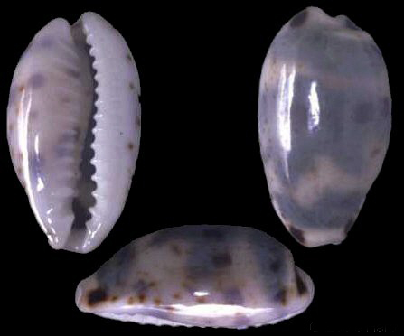  p>瘦熊宝螺(学名:bistolida kieneri kieneri )是腹足纲宝螺科的软体