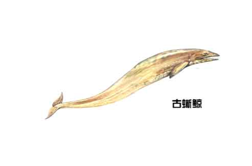 古蜥鲸