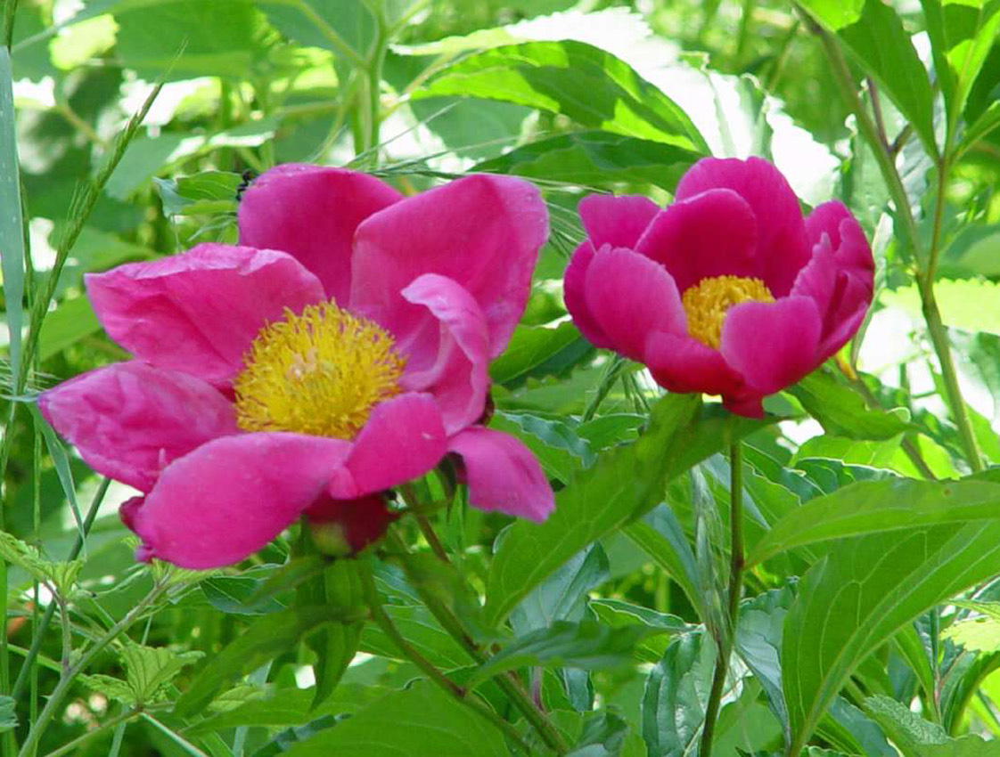 赤芍药