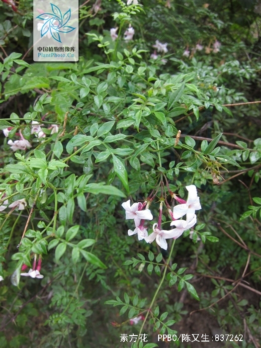  p>素方花(学名: i>jasminum officinale /i> l.)是木犀科素馨属植物.