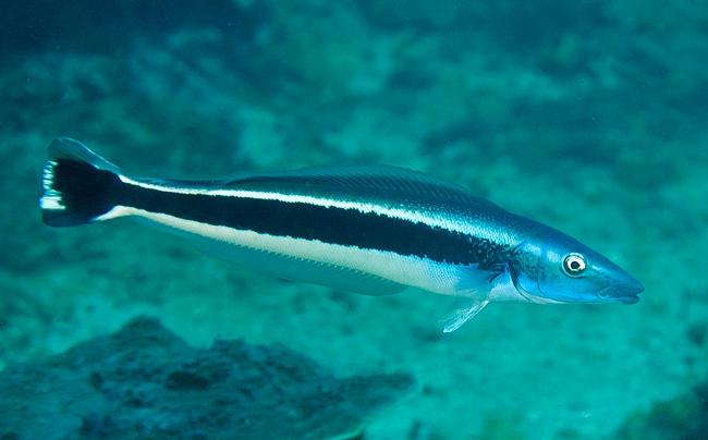 黑带软棘鱼