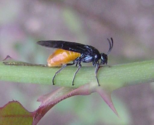  p>蔷薇三节叶蜂是 a href="#" data-lemmaid=