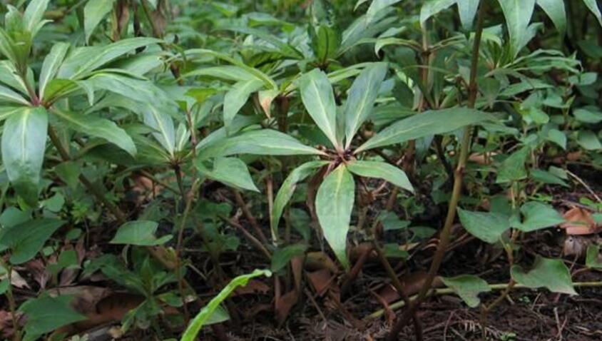 p> b>落地梅 /b>(学名: i>lysimachia paridiformis /i>)为 a target