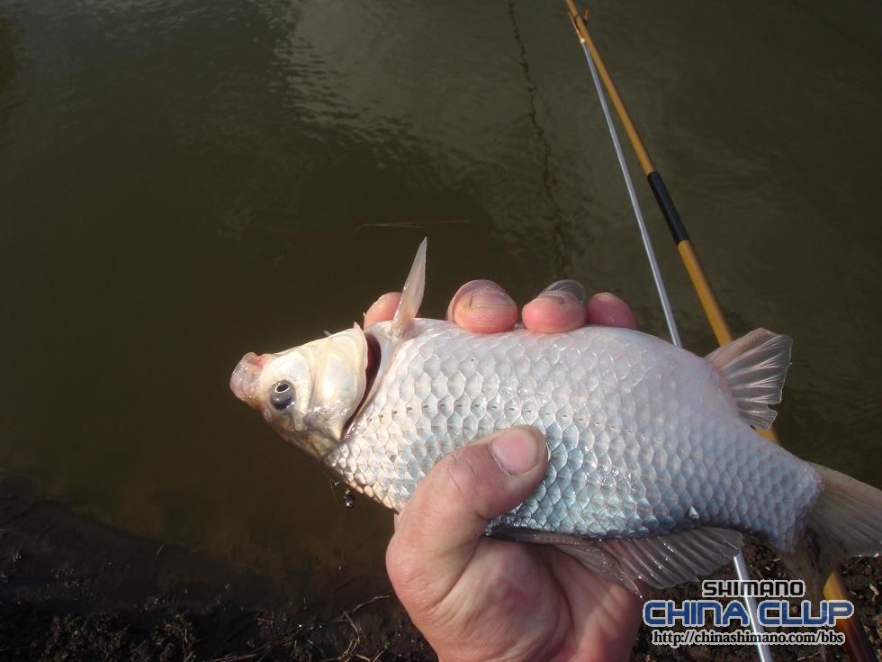  p>银鲫的体形及体色与普通鲫鱼极相似,但身体比普通鲫鱼显著地高且宽