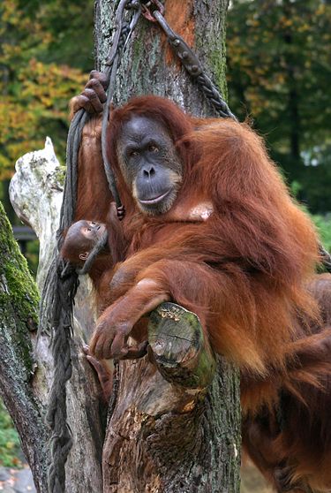 sumatran orangutan