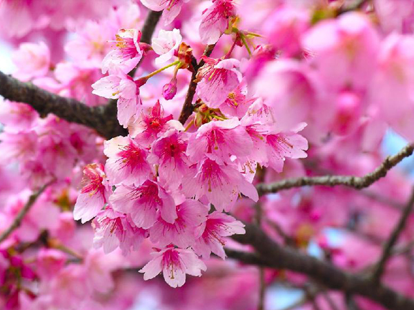  p>樱花(学名: i>cerasus   /i>sp.