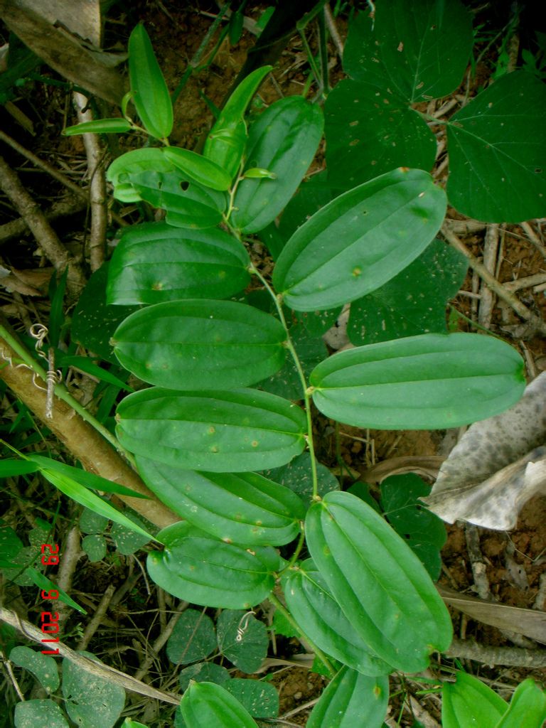  p>圆锥菝葜(smilax bracteata c. presl)攀援灌木.