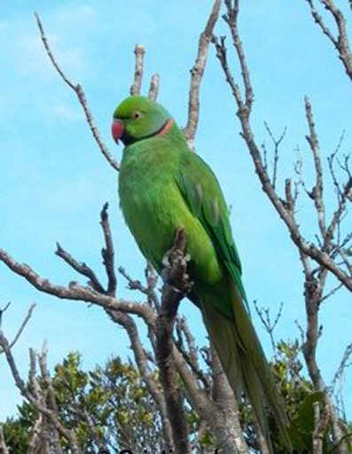  p>回声 a href="#" data-lemmaid="359436">鹦鹉 /a>(学名