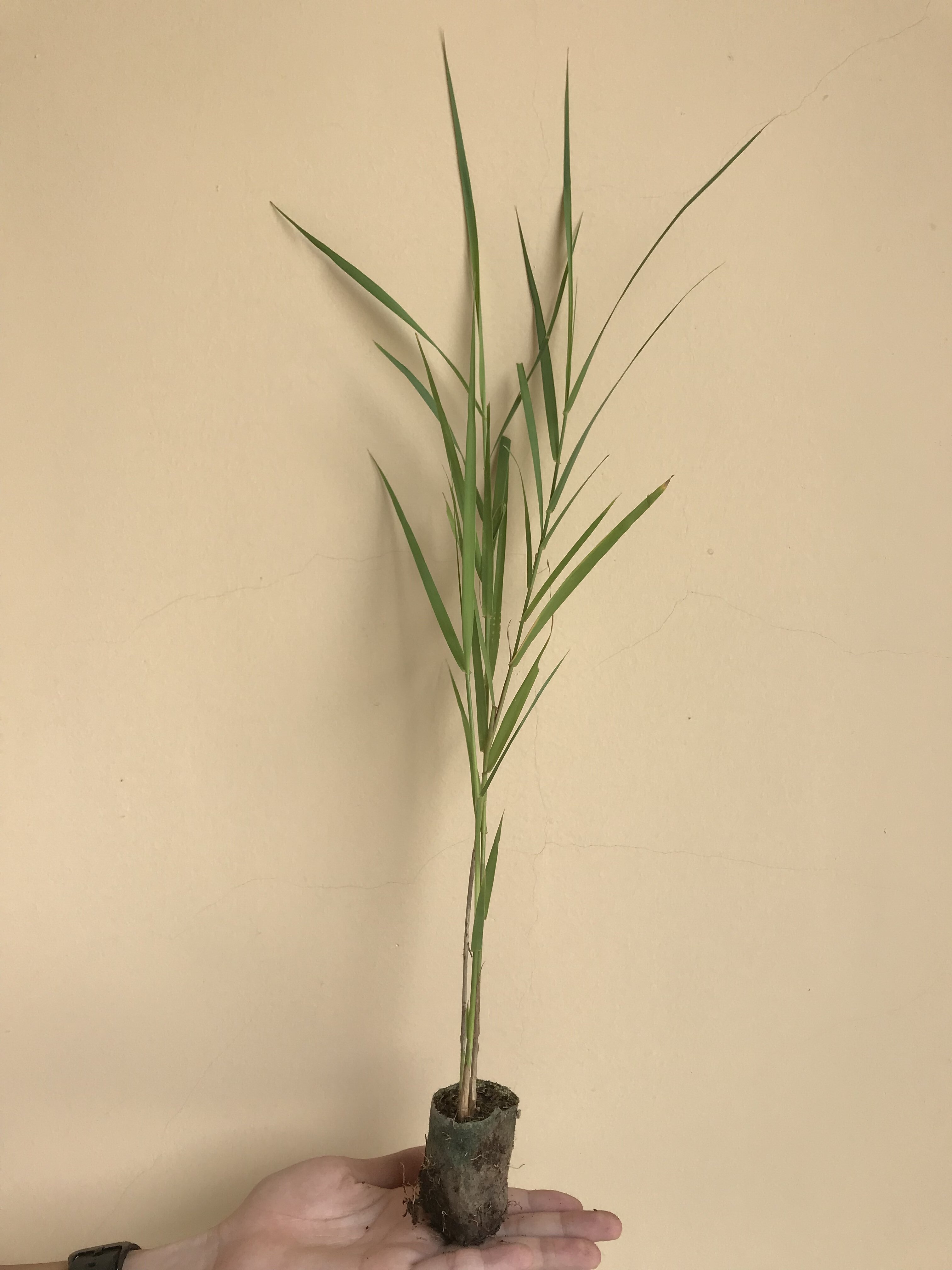 "绿洲一号"是菌草的一种,是非常适口的饲料,可以喂牛,羊,猪,鸡,鹅