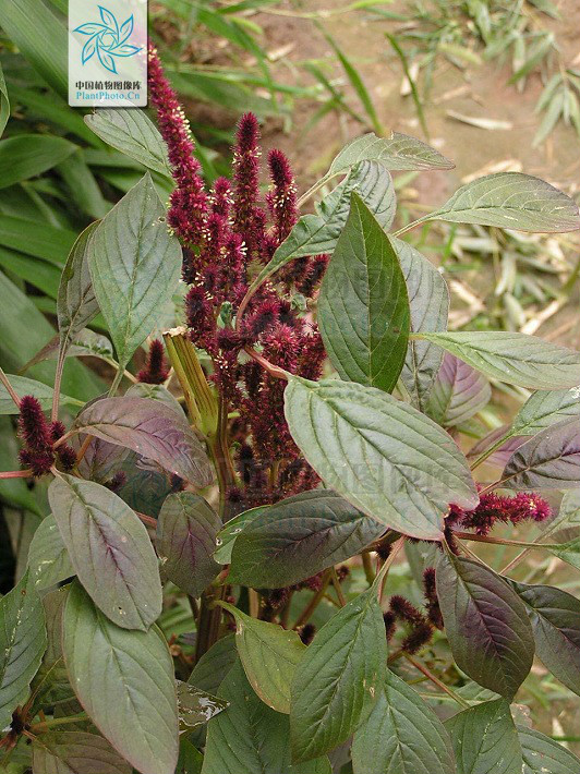  p>千穗谷( i>amaranthus hypochondriacus  /i>l.