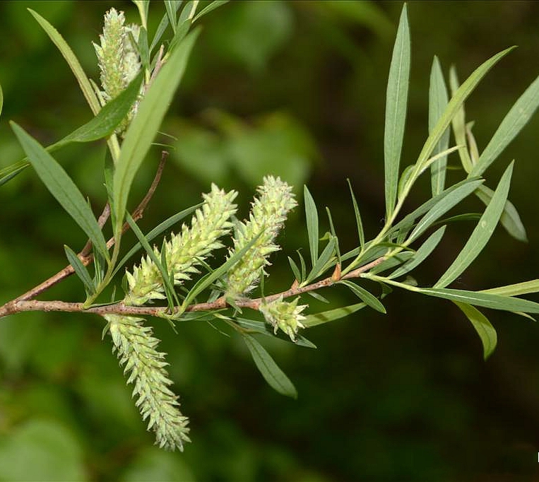  p>乌柳(学名: i>salix cheilophila /i> schneid.
