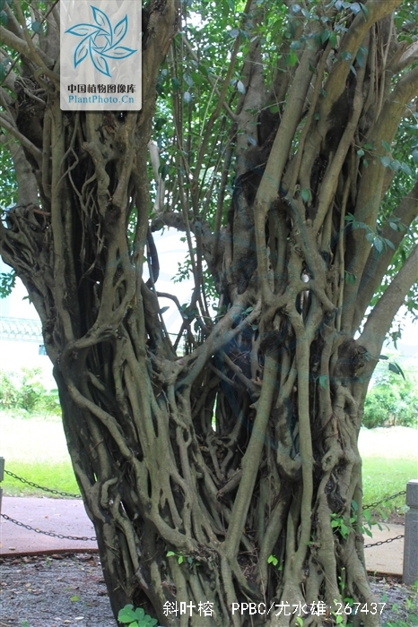  p>斜叶榕(学名: i>ficus tinctoria /i> subsp.  i>gibbosa  /i>(bl.