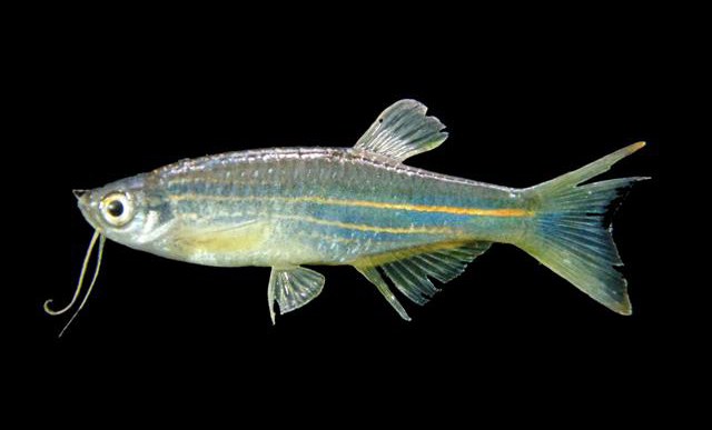 黄日光斑马灯鱼