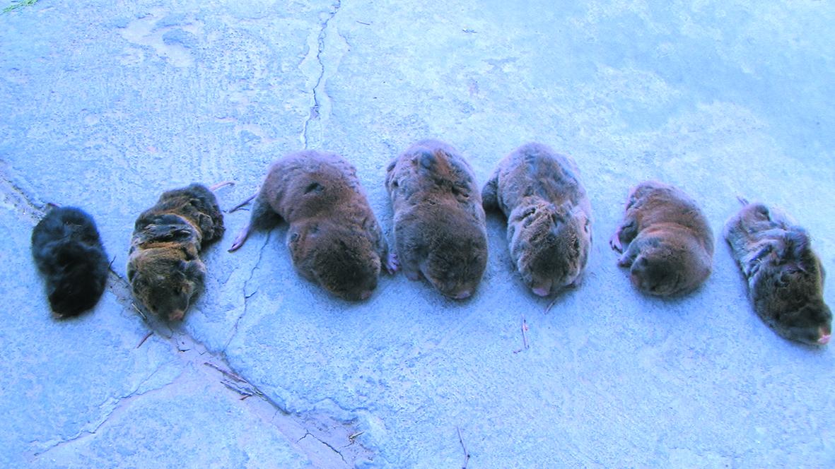  p>地羊是一种 a target="_blank" href="/ite