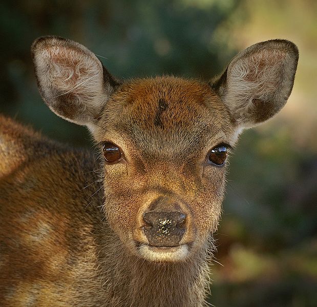  p>梅花鹿(学名: i>cervus nippon /i>)是一种中小型鹿,体长125至145