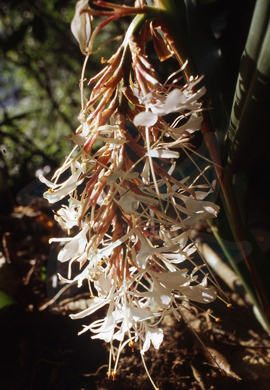 是姜科姜花属陆生或附生 a target="_blank" href="/item/草本">草本