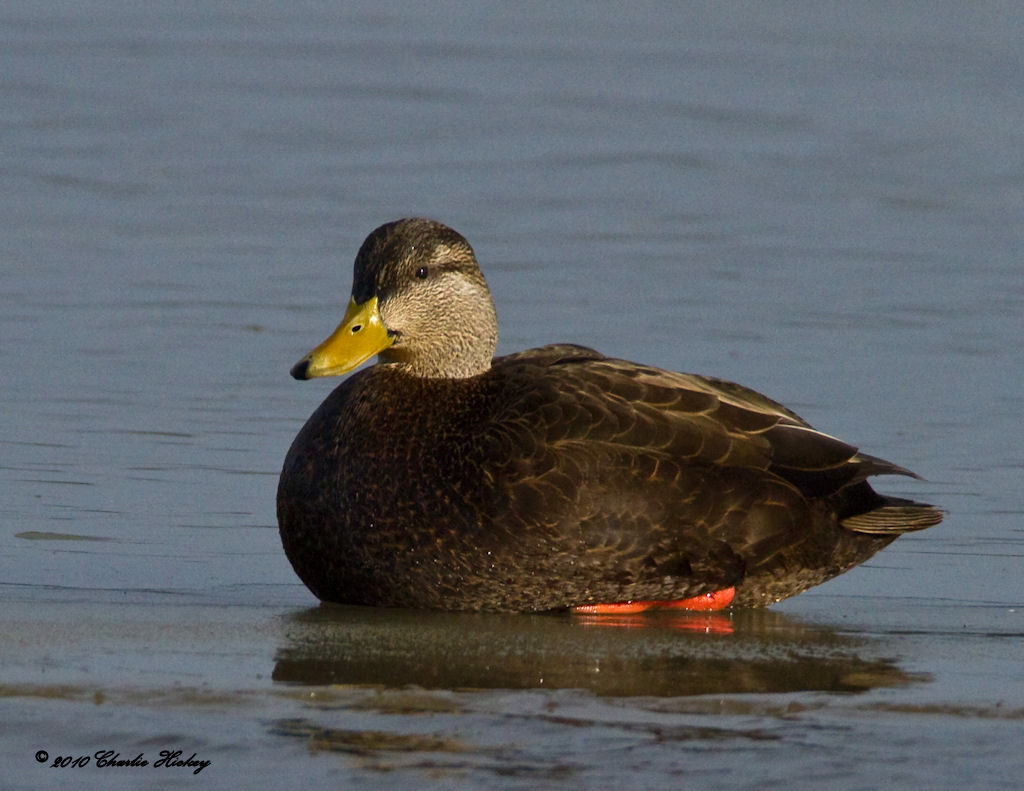  p>北美黑鸭(学名:anas rubripes)属鸭科鸭属中型 a href="#" data