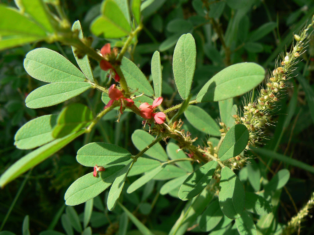 indigofera