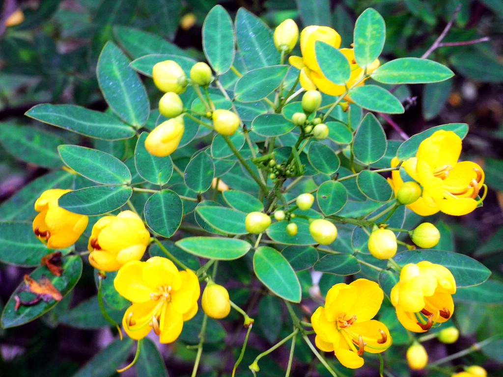 id="361">菊花茶 /a>, a href="#" data-lemmaid="6891522">茅根 /a>