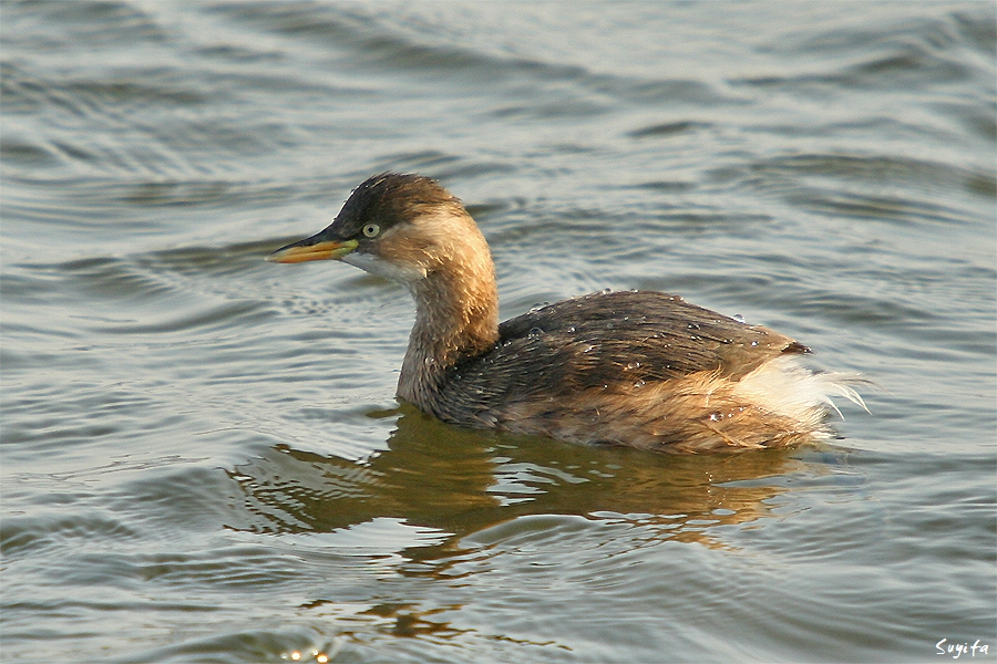 从前,在北美曾用鷈形目(colymbiformes),鷈形科(colymbidae),鷈形属