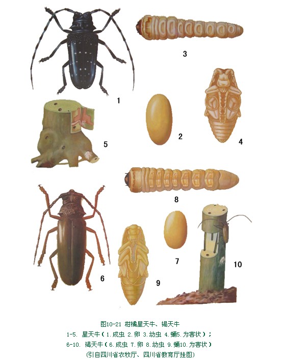 果树,林木害虫.以蛀食枝干为害.主要种类有星天牛(anoplophora chin