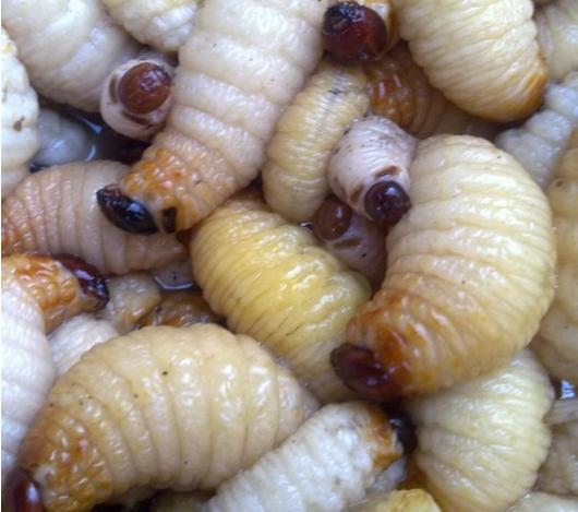  p>笋虫是一种纯天然野生 a target="_blank" h