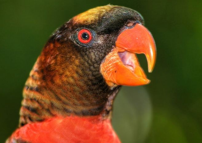  p>烟色吸蜜鹦鹉(学名:pseudeos fuscata)羽色鲜艳,鸟体主要是深褐色