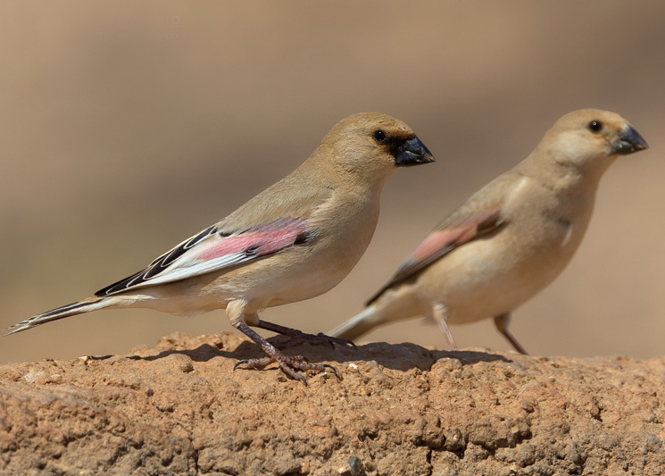 p>巨嘴沙雀(学名: i>rhodopechys obsoleta /i>)为雀科沙雀属的鸟类.