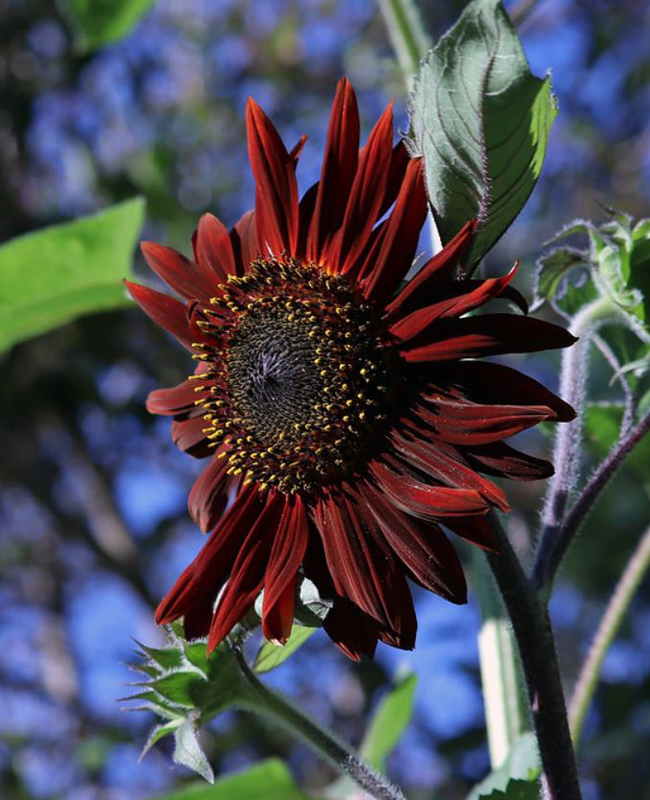  p>向日葵(学名: i>helianthus annuus /i> l.