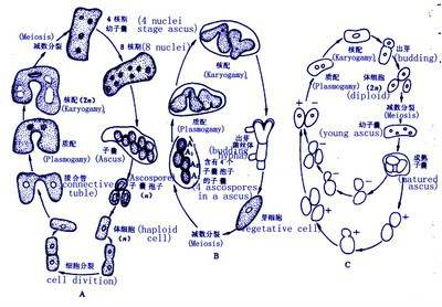 data-lemmaid="7425888">受体细胞 /a>,培养酵母菌和培养 a target="