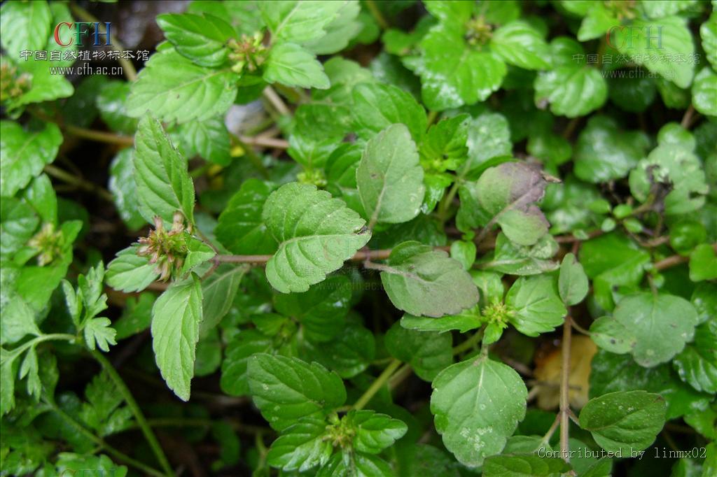 近无毛披针叶寸金草