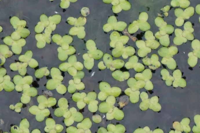 wimmer)是浮萍科,芜萍属飘浮 a target="_blank" href="/item/草本