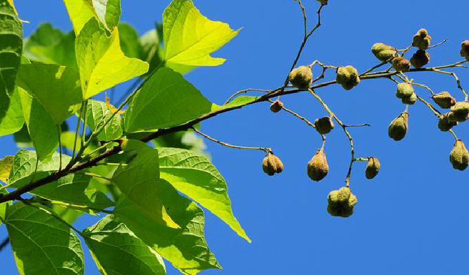  p>海南椴属(学名: i>hainania /i>&nbsp;merr.