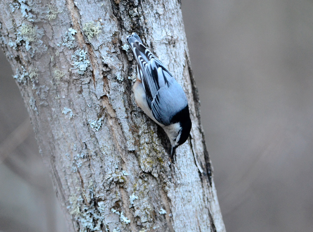  p>白胸鳾(学名:sitta carolinensis)是小型 a href="#" data-lemmaid