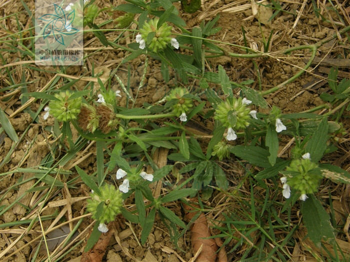 产广东及广西;为一杂草,生于田地,空旷潮湿地或沙质草地上,海拔约100