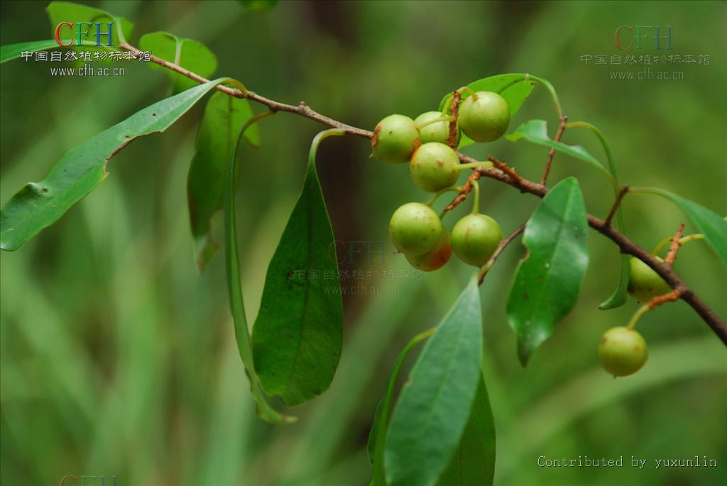  p>平叶酸藤子( i>embelia undulata  /i>(wall.