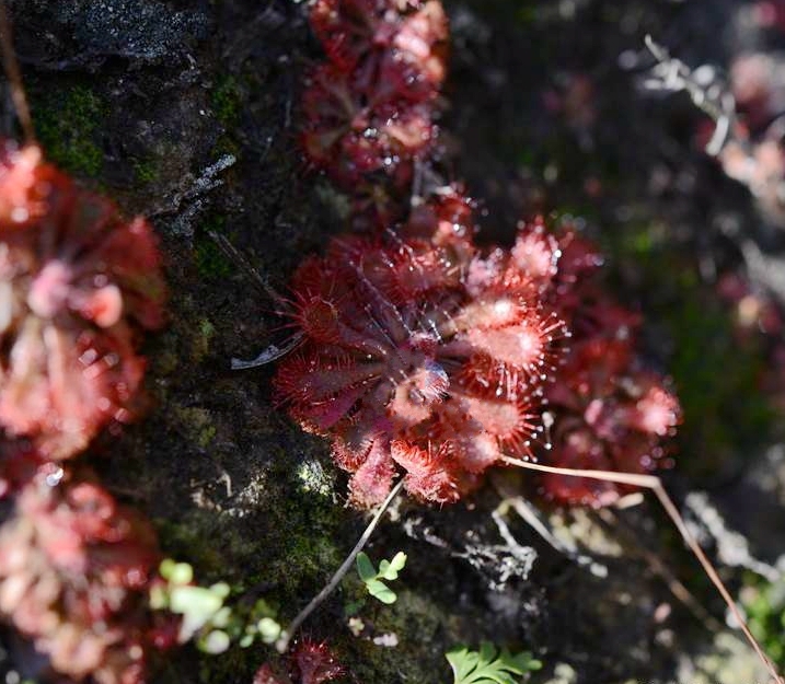  p>匙叶茅膏菜(学名: i>drosera spathulata /i> labill.