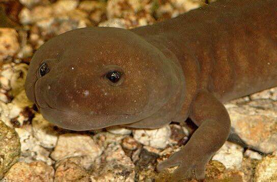  p>商城肥鲵(学名: i>pachyhynobius shangchengensis /i>)是小鲵科